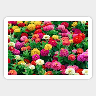 Zinnia elegans 'Dreamland Mix' (C013/1670) Sticker